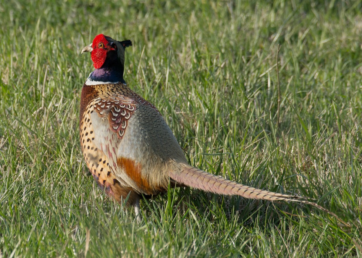 Ring-necked Pheasant - Jack and Shirley Foreman