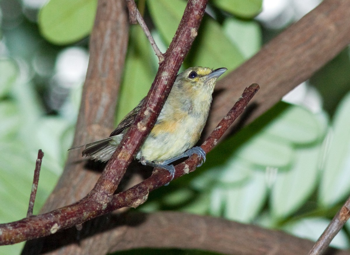 Thick-billed Vireo - Mark and Holly Salvato