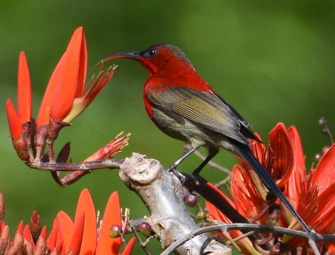 Crimson Sunbird - ML96401011