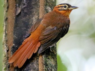  - Black-capped Foliage-gleaner