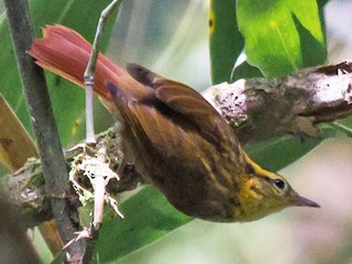  - White-browed Foliage-gleaner