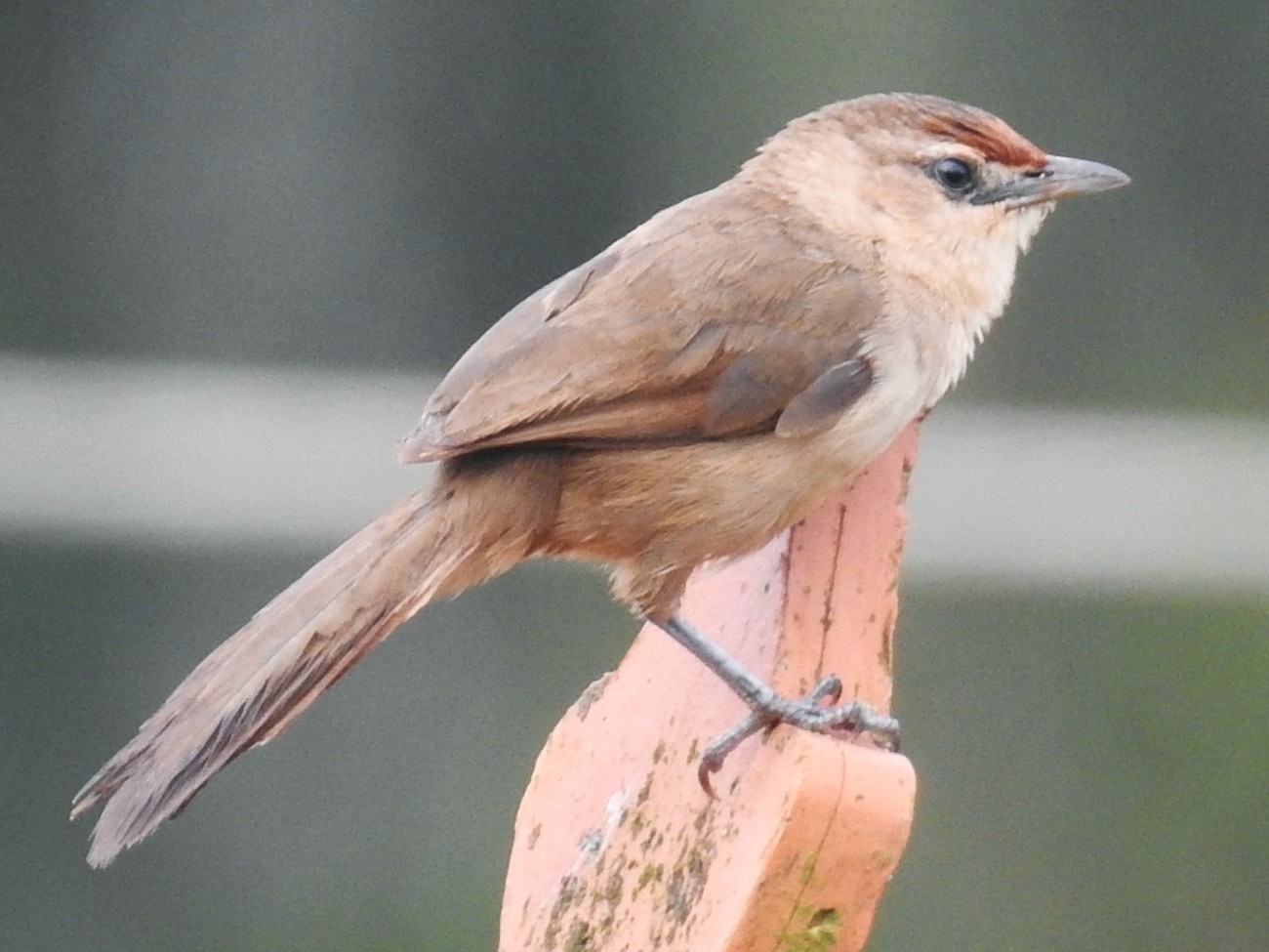 Rufous-fronted Thornbird - Spencer Follett
