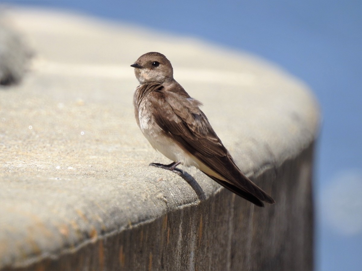 Northern Rough-winged Swallow - ML96403231