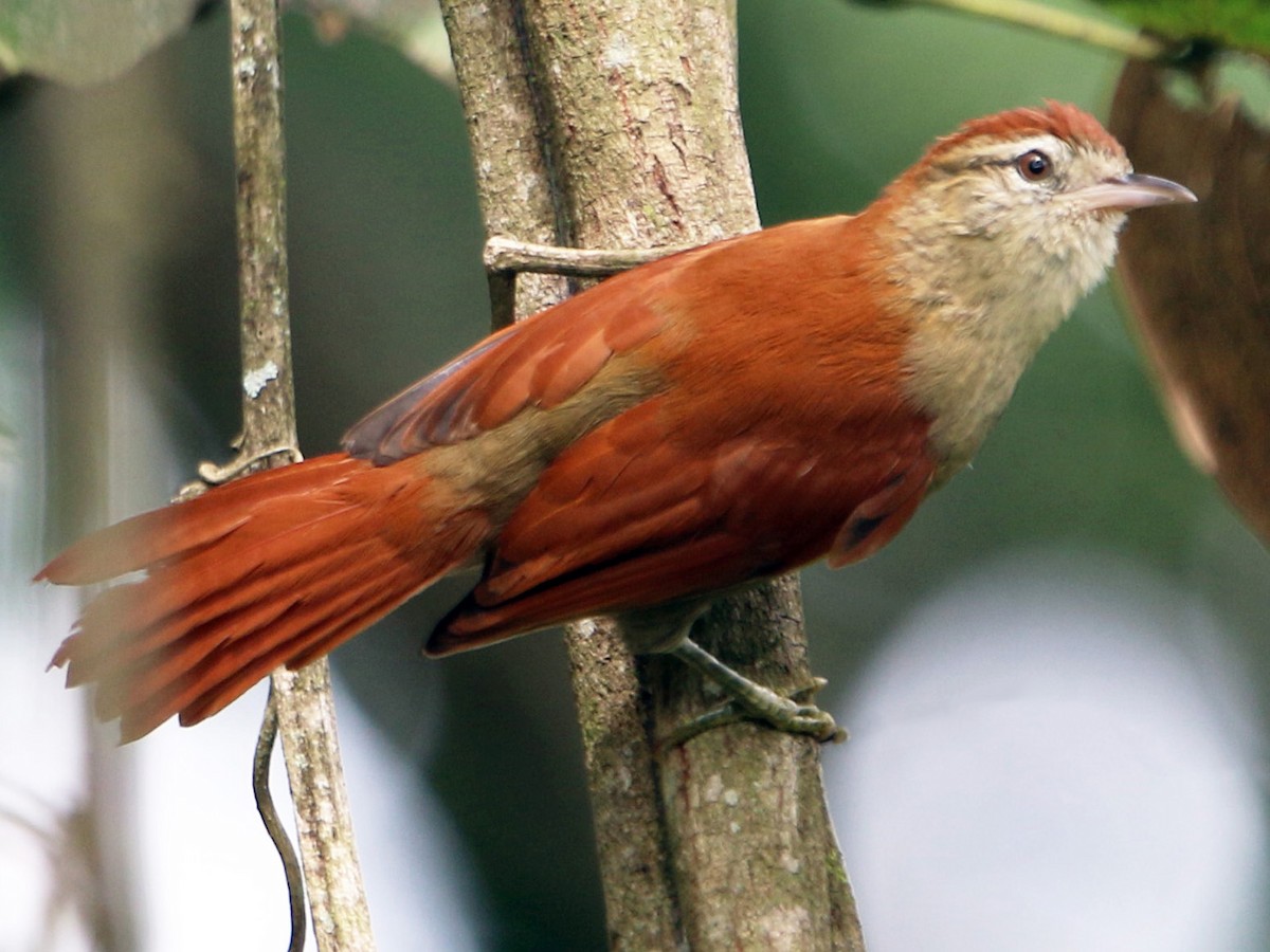 Rusty-backed Spinetail - Cranioleuca vulpina - Birds of the World