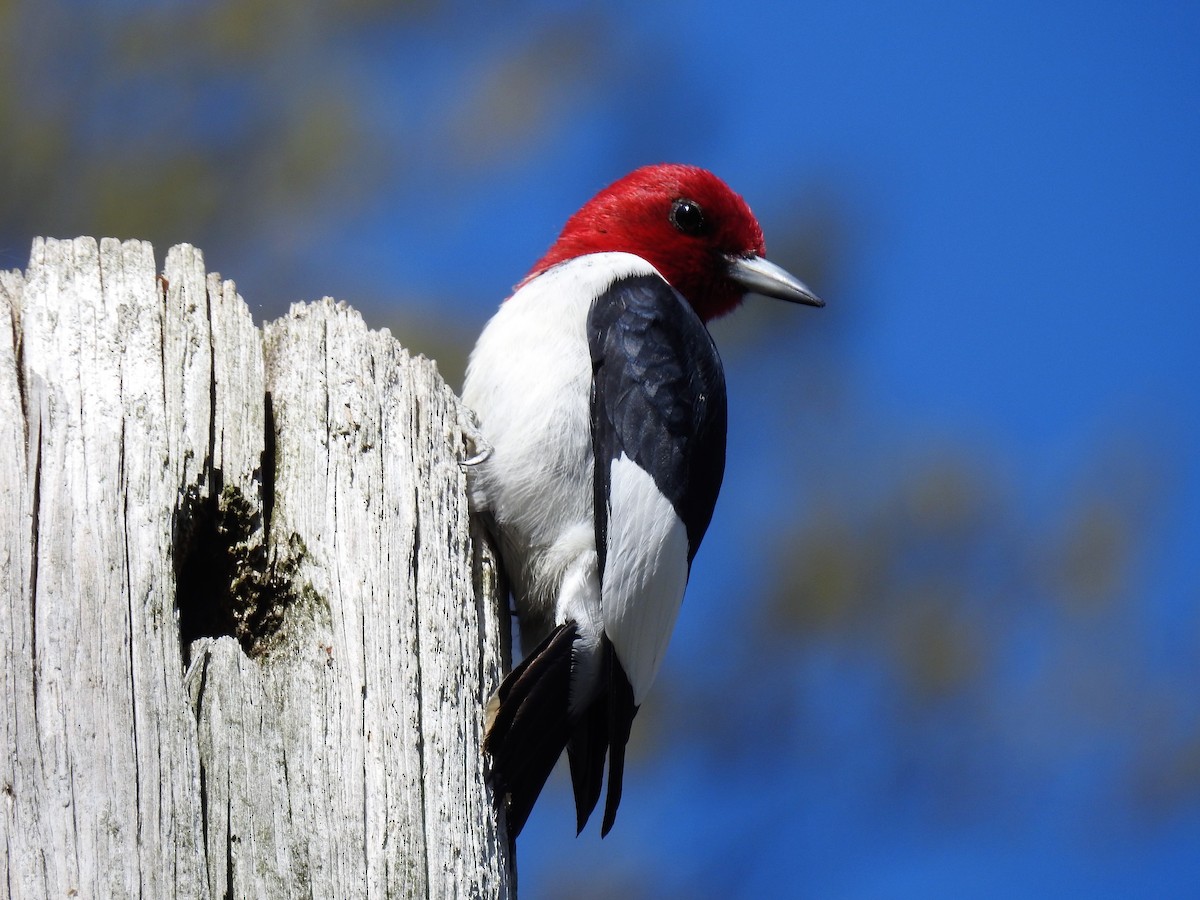 Red-headed Woodpecker - ML96403801