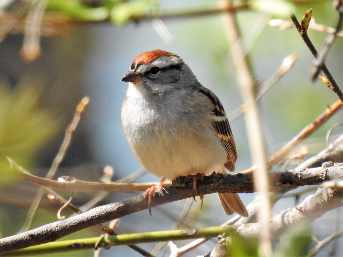 Chipping Sparrow - ML96403961