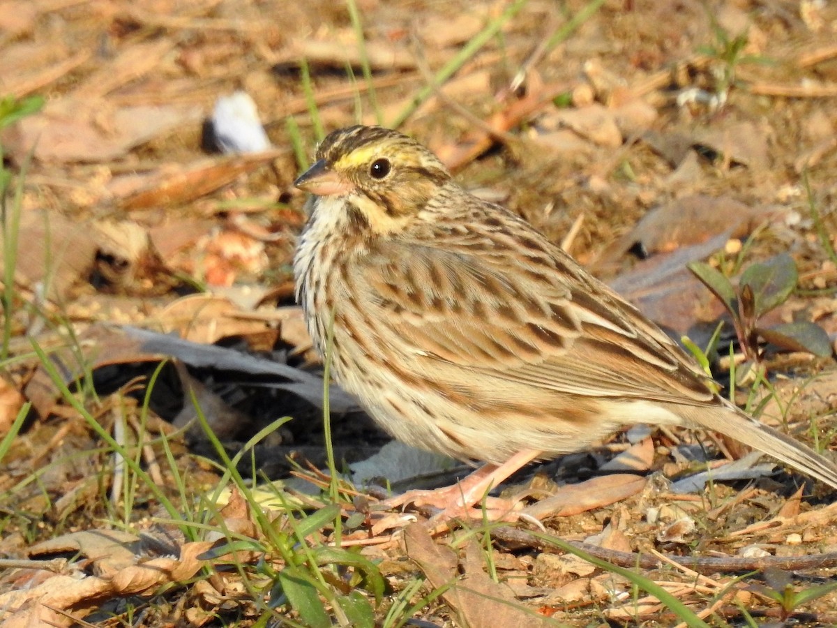 Savannah Sparrow - ML96404291