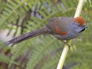  - Spix's Spinetail