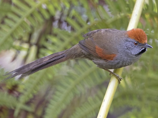 Adult - Spix's Spinetail - 