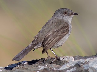  - Sooty Tyrannulet