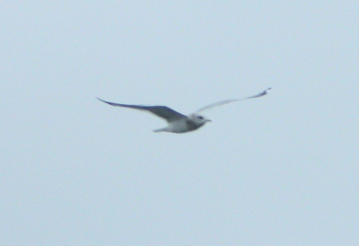 Short-billed Gull - alicia penney
