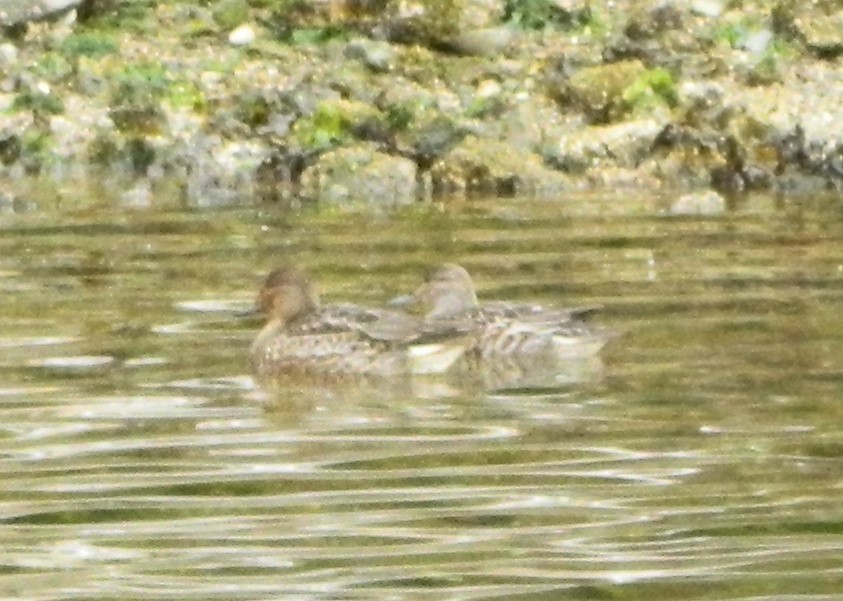 Green-winged Teal - ML96405321