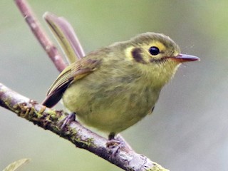  - Oustalet's Tyrannulet