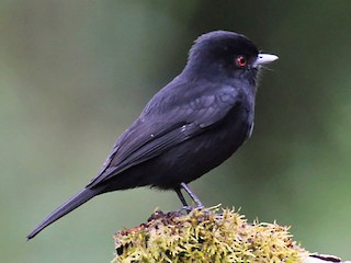  - Blue-billed Black-Tyrant