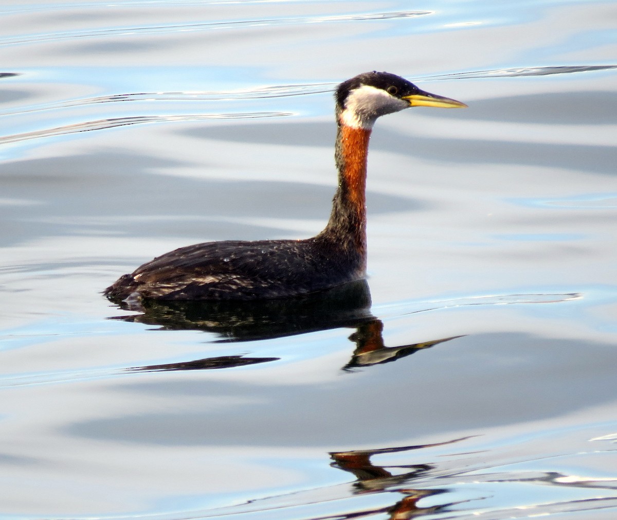 Red-necked Grebe - ML96410371