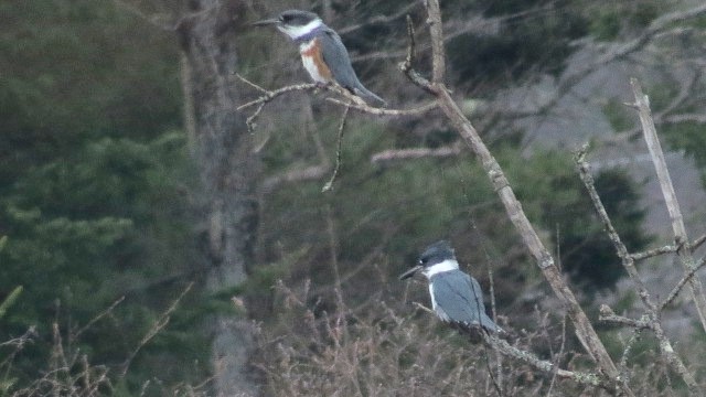 Belted Kingfisher - Ann Griffin