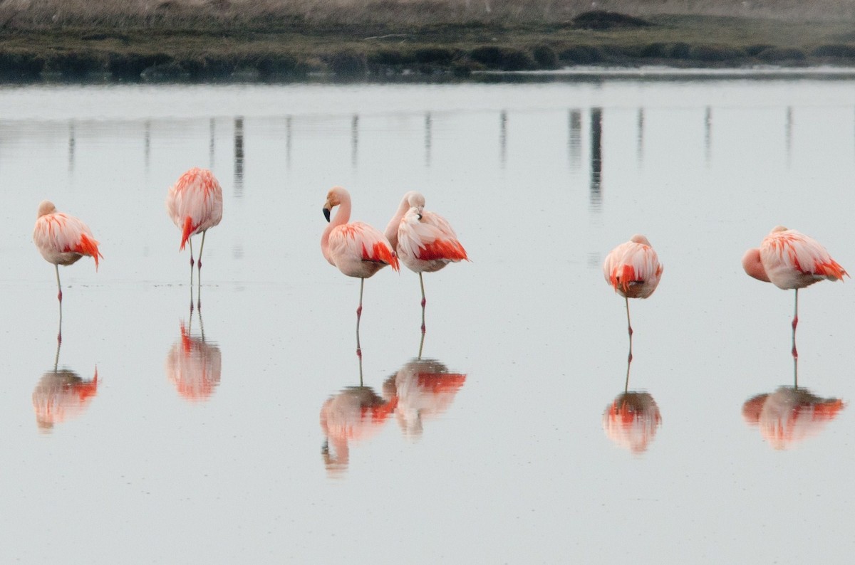 Chilean Flamingo - ML96411391