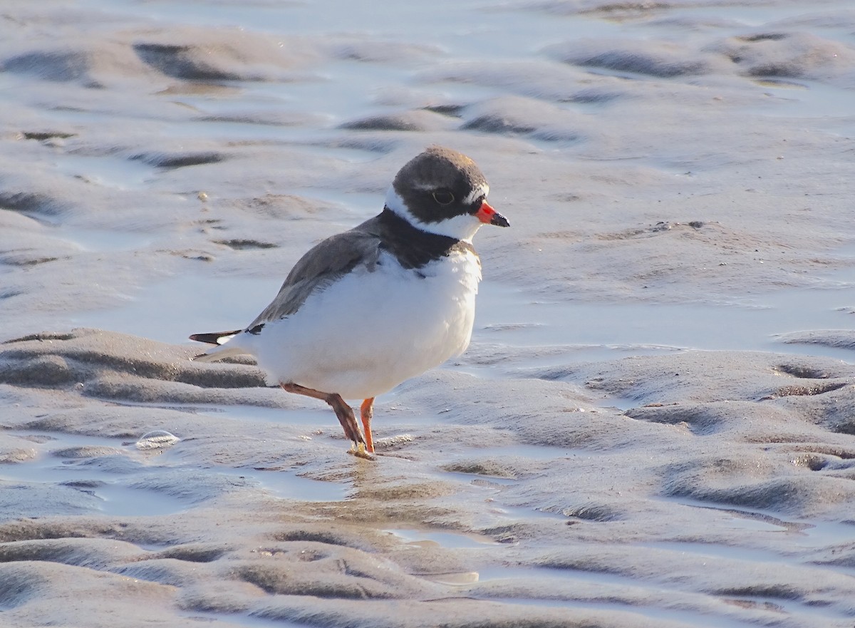 Semipalmated Plover - Janet Kelly