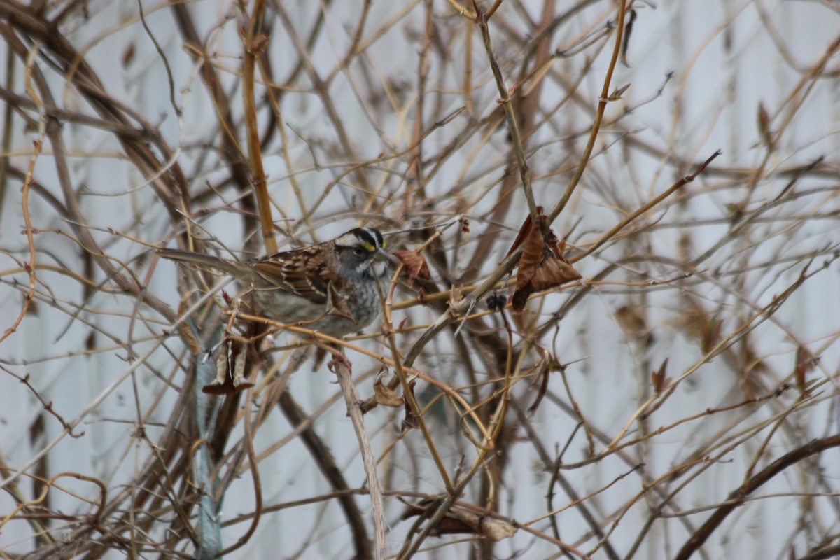 White-throated Sparrow - ML96412361