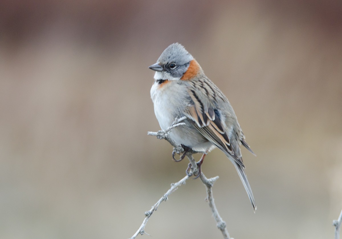 Rufous-collared Sparrow - ML96412461