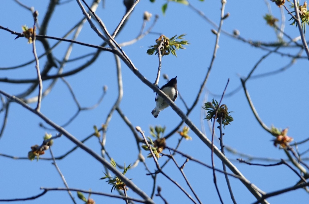 Black-throated Blue Warbler - Thomas Rohtsalu