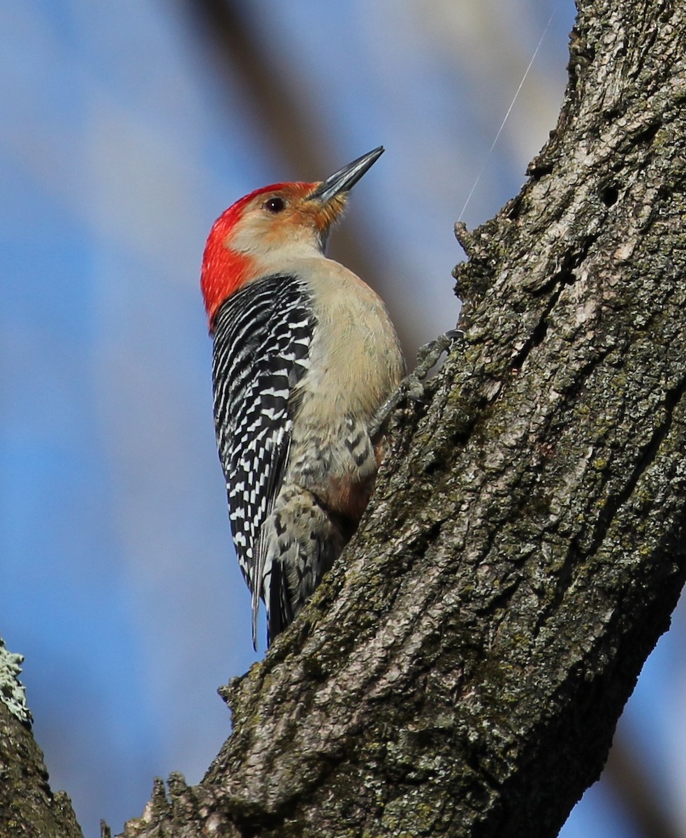 Red-bellied Woodpecker - ML96417431