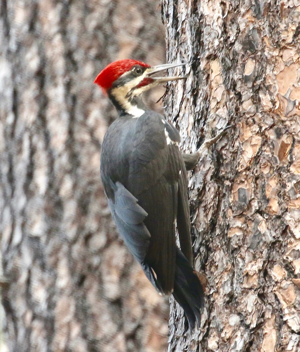 Pileated Woodpecker - Millie and Peter Thomas