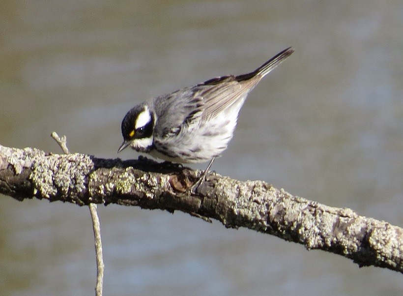 Black-throated Gray Warbler - "Chia" Cory Chiappone ⚡️