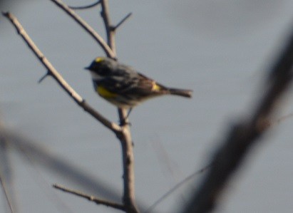 Yellow-rumped Warbler (Myrtle) - ML96421551