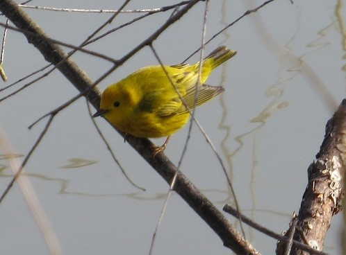 Yellow Warbler - ML96421591