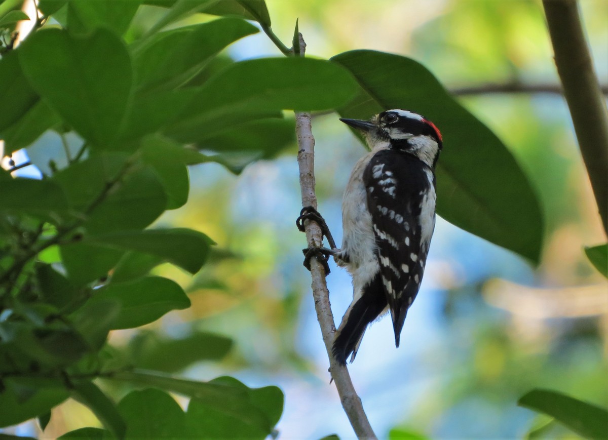 Downy Woodpecker - Susan Young