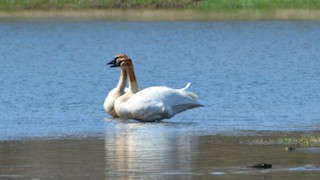 Trumpeter Swan, ML96424081