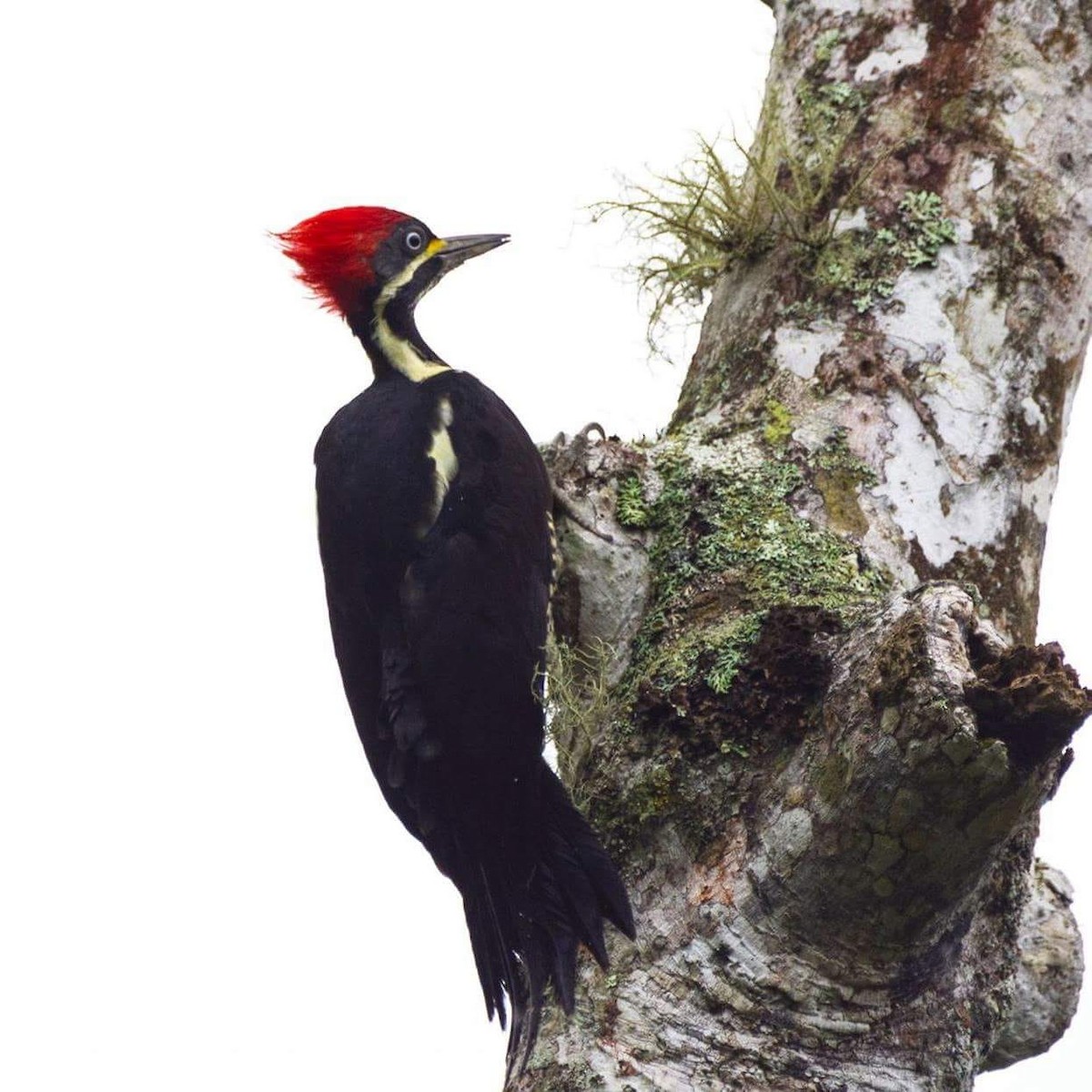 Campephilus sp./Lineated Woodpecker - Victor Guaillas Poma