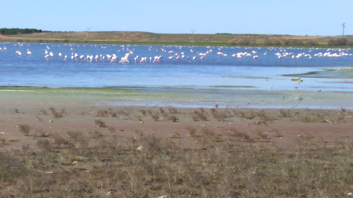 Greater Flamingo - ML96428141