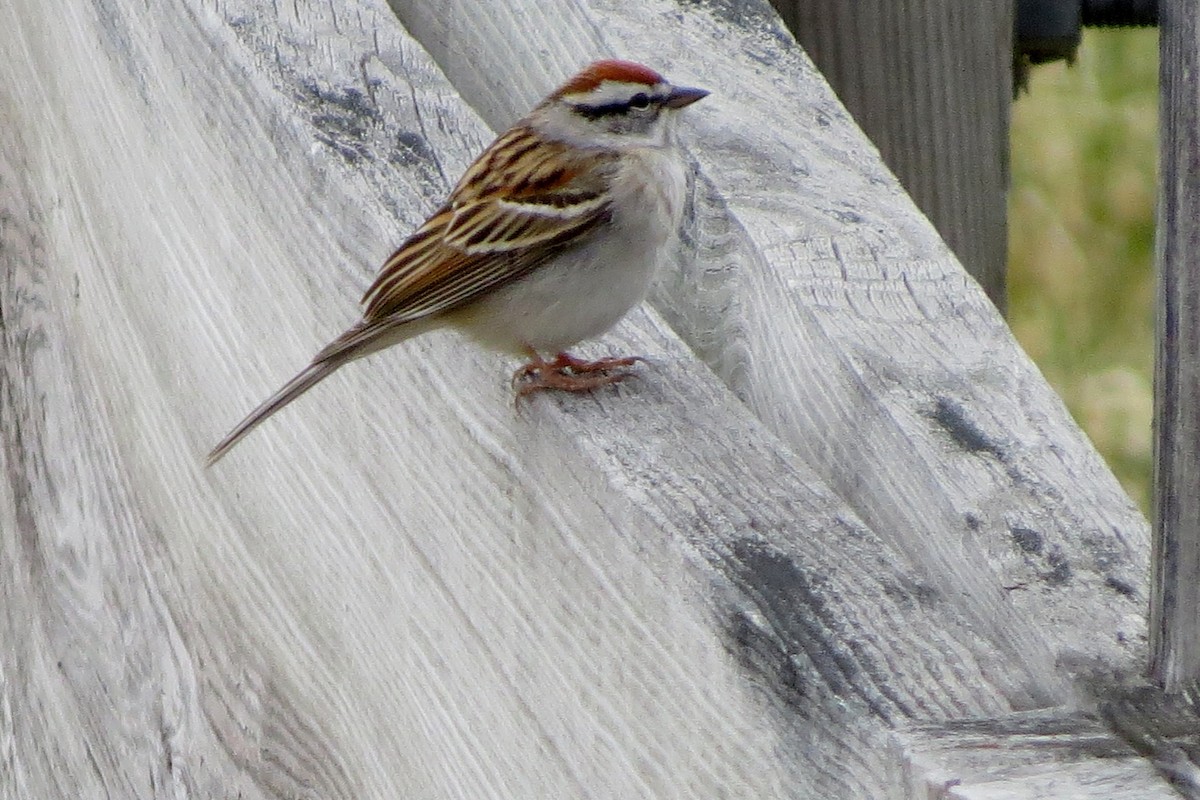 Chipping Sparrow - Jerry Smith