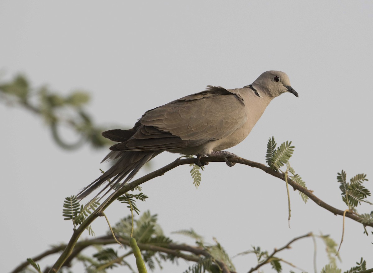 Eurasian Collared-Dove - Huw Roberts