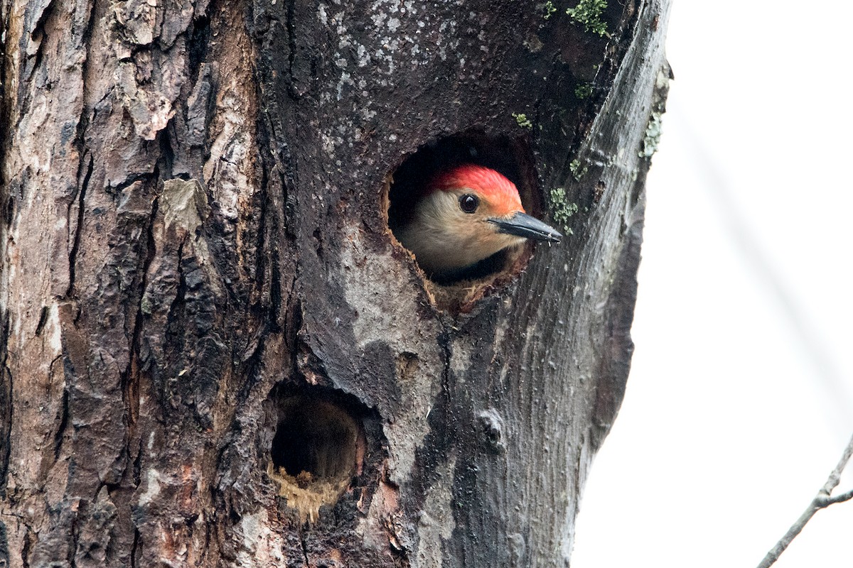 Red-bellied Woodpecker - Sue Barth