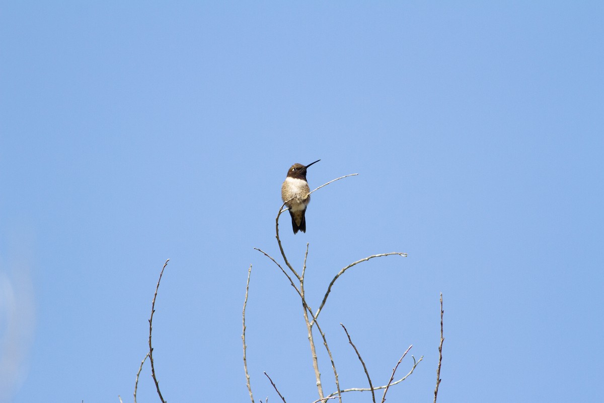 Black-chinned Hummingbird - ML96441091