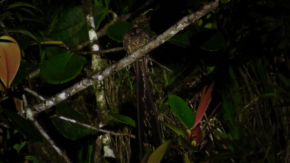 Lyre-tailed Nightjar - Jorge Muñoz García   CAQUETA BIRDING