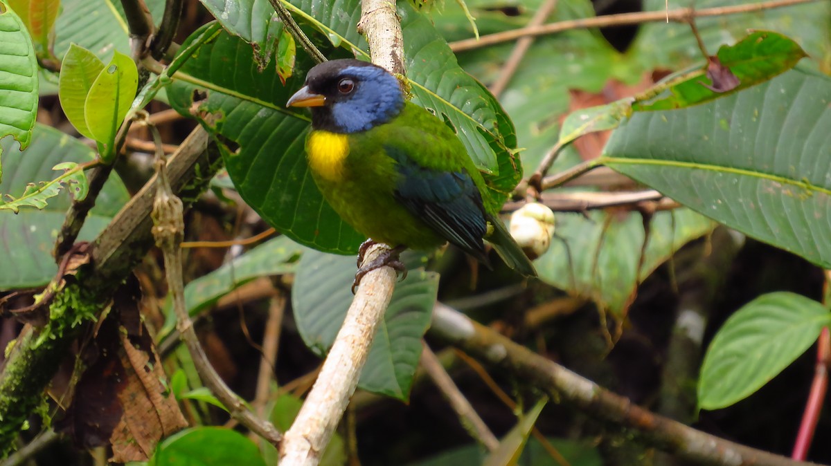 Moss-backed Tanager - ML96442381