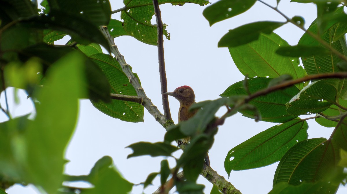Smoky-brown Woodpecker - Jorge Muñoz García   CAQUETA BIRDING