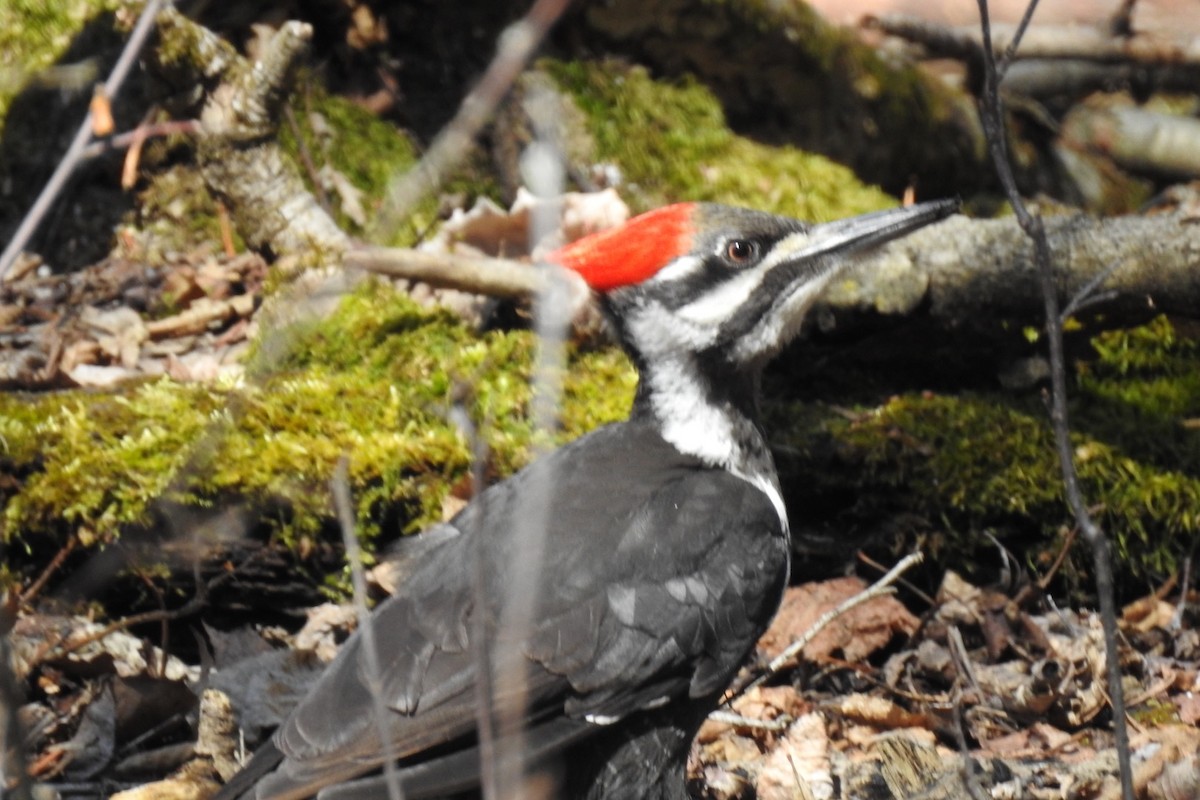 Pileated Woodpecker - ML96453841