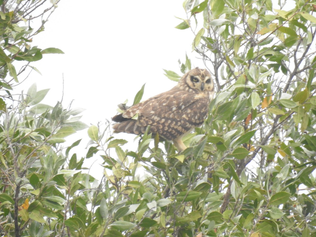 Short-eared Owl - ML96453851