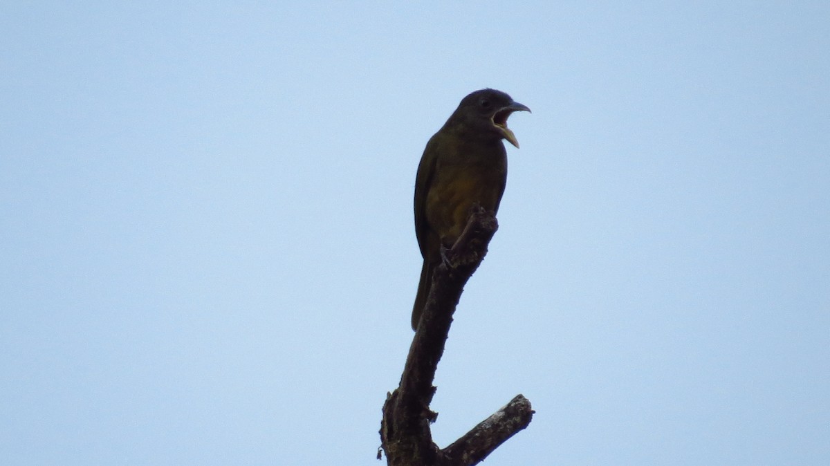 Ochre-breasted Tanager - ML96458281