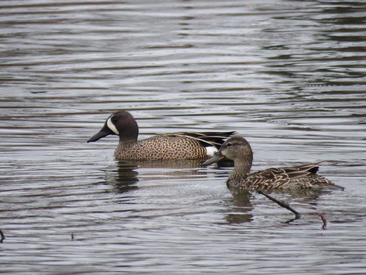 Blue-winged Teal - ML96459781
