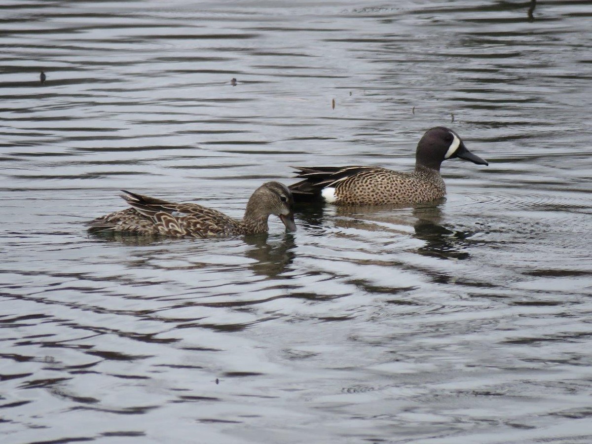Blue-winged Teal - ML96459801