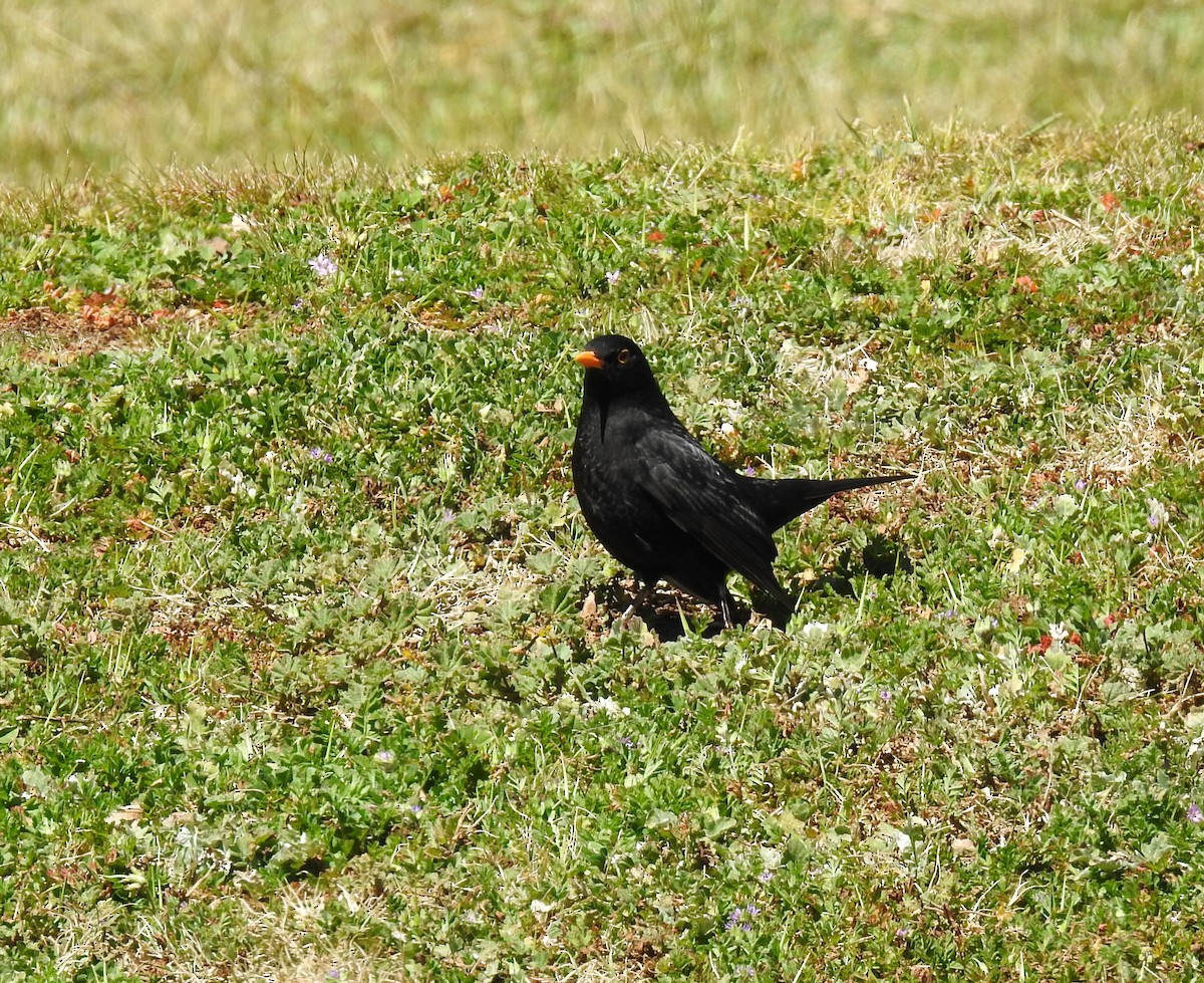 Eurasian Blackbird - ML96460731