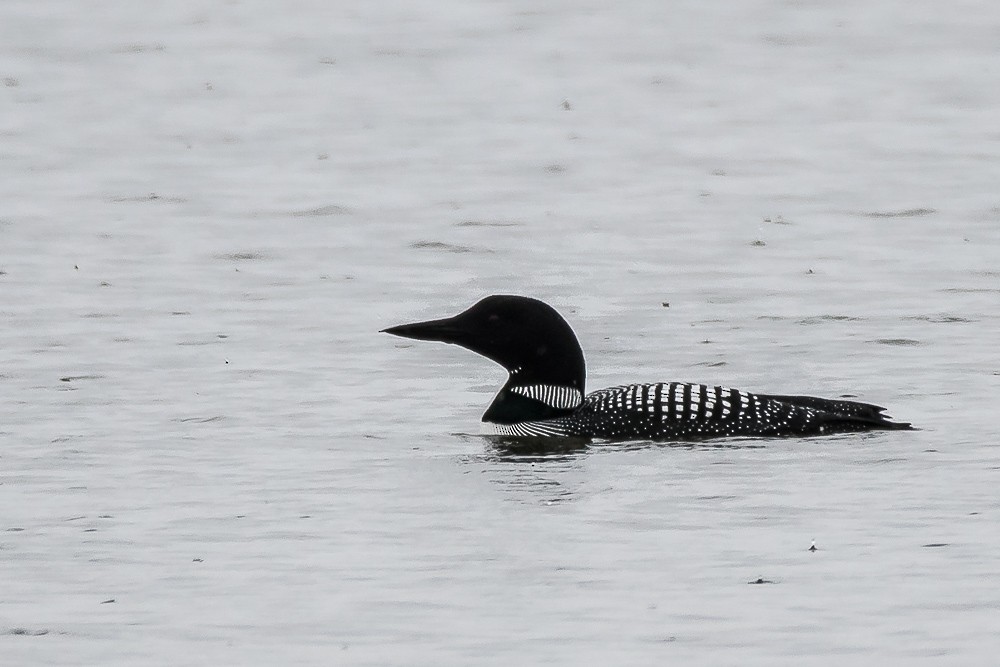 Common Loon - Jean-Guy Papineau