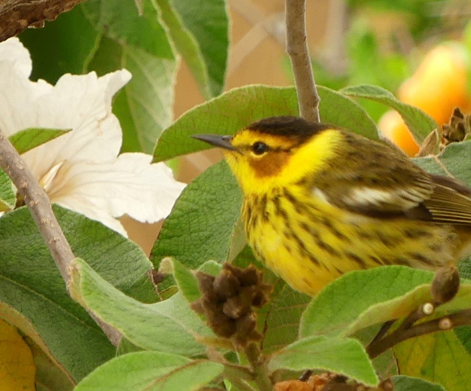 Cape May Warbler - ML96461411
