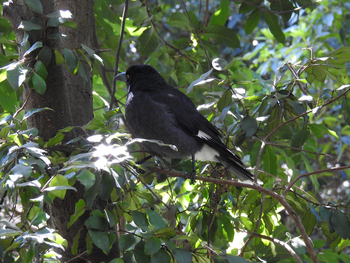 Pied Currawong - ML96461691